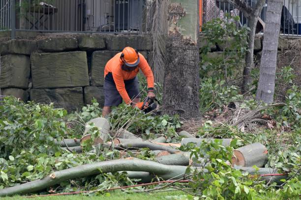 Best Emergency Tree Removal  in New Baltimore, MI