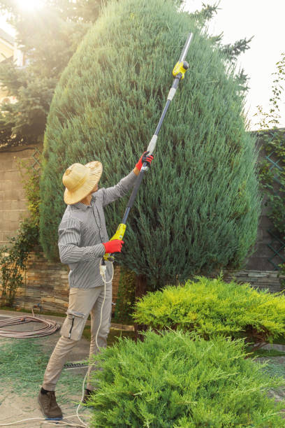 Professional Tree Services in New Baltimore, MI